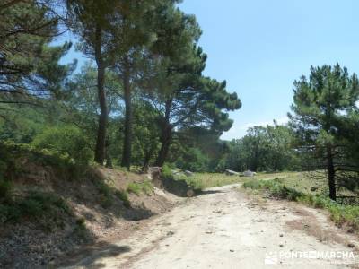 Pinares de Piedralaves;excursiones sierra madrid foro senderismo charca verde pedriza